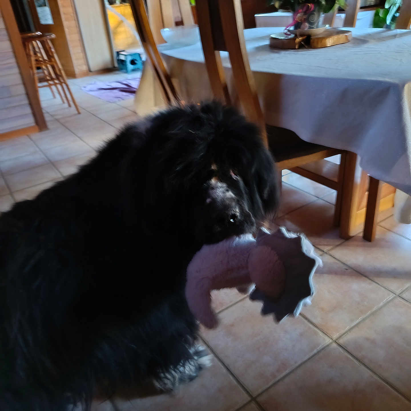 Liberty participe au concours pour gagner de l'argent avec cette photo : dog, black_dog, shaggy_dog, long_hair, stuffed_toy, plush_toy, toy, indoors, dining_room, dining_table, tablecloth, wooden_chairs, tile_floor, house, home, orchid, purple_flowers, pet, playing, portrait