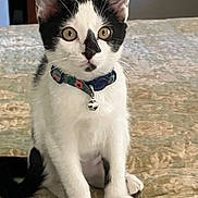 Lizzy is registered to the contest to win money with this photo: bed, bell, black_and_white, cat, close_up, collar, curious, ears, eyes, fur, home, indoor, kitten, paws, pet, portrait, quilt, sitting, tail, whiskers