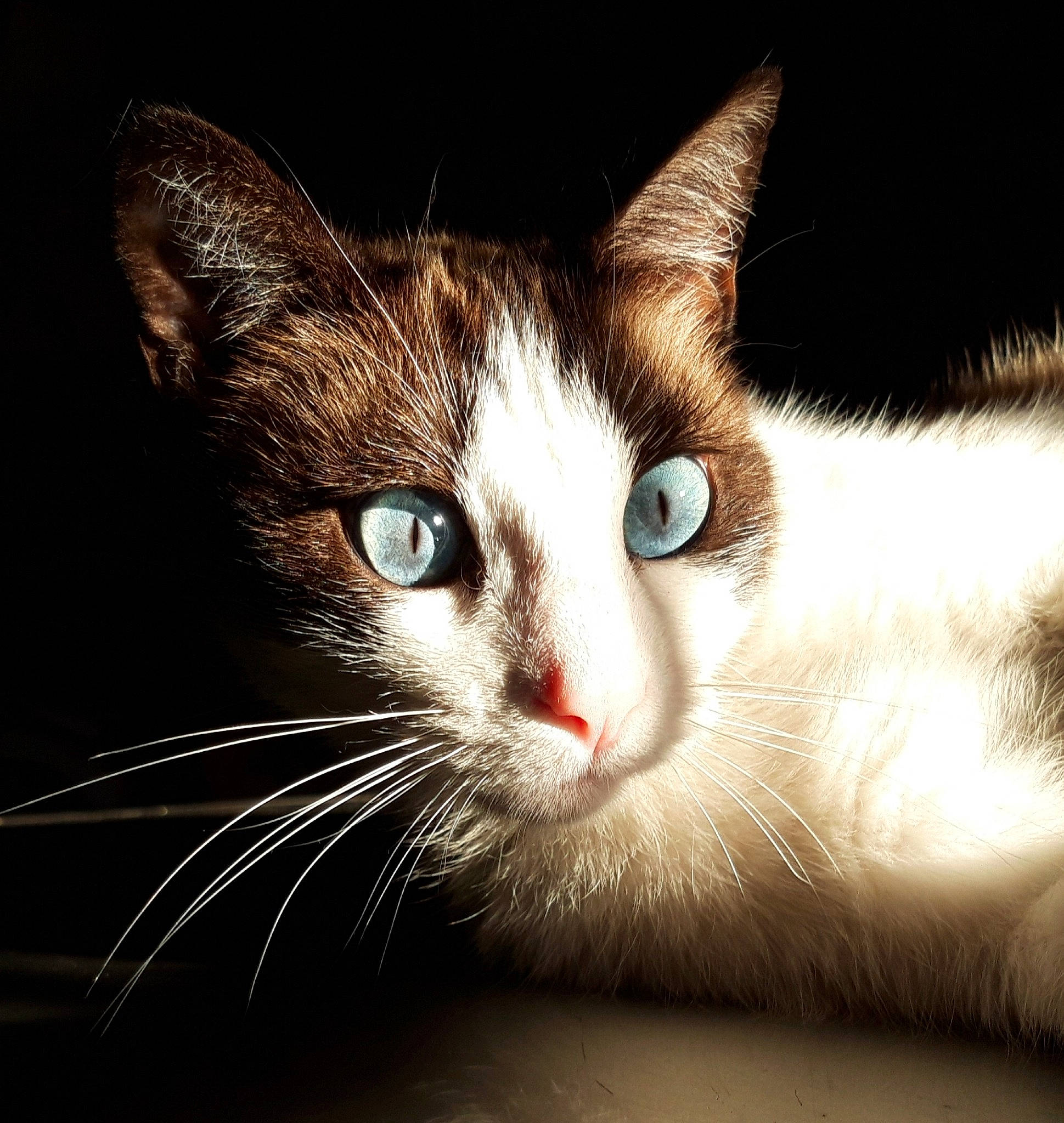 Nuage participe au concours pour gagner de l'argent avec cette photo : aegean_cat, american_wirehair, asian, black_and_white, carnivore, cat, close_up, domestic_short_haired_cat, ear, european_shorthair, eye, felidae, fur, kitten, mammal, nose, ojos_azules, small_to_medium_sized_cats, snout, whiskers