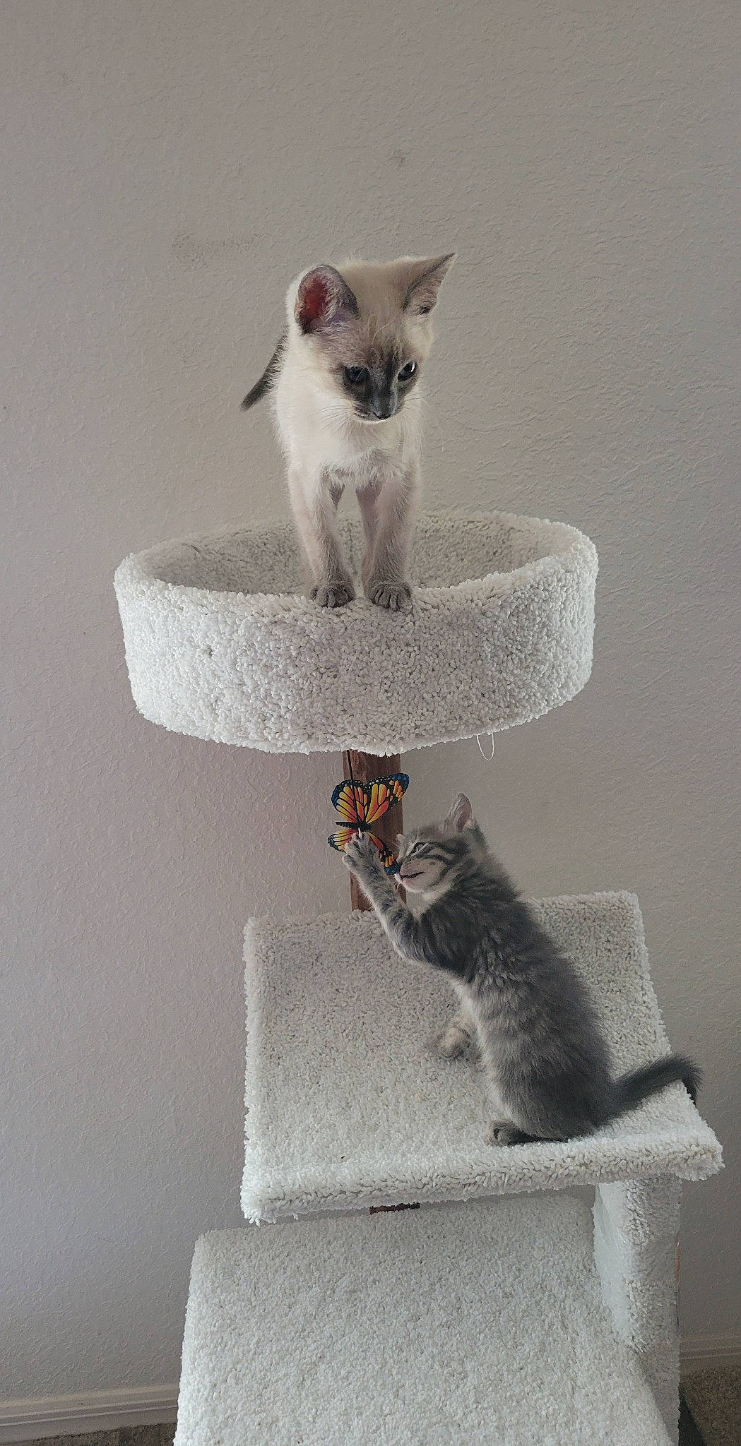 Magnus And Toby joined the competition — help win amazing prizes! art, carnivore, cat, cat_bed, cat_furniture, cat_supply, ceramic, comfort, domestic_short_haired_cat, felidae, fur, grey, paw, pet_supply, porcelain, serveware, small_to_medium_sized_cats, tail, whiskers, white