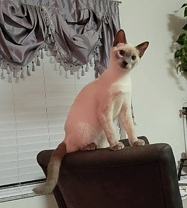 Toby And Magnus is registered to the contest to win money with this photo: carnivore, cat, cat_supply, comfort, curtain, fawn, felidae, flowerpot, fur, head, houseplant, paw, pet_supply, siamese, small_to_medium_sized_cats, snout, tail, terrestrial_animal, whiskers, white