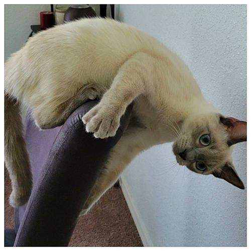 Toby And Magnus joined the competition — help win amazing prizes! balinese, carnivore, cat, claw, comfort, fawn, felidae, foot, fur, mammal, organism, paw, siamese, small_to_medium_sized_cats, snout, tail, terrestrial_animal, thai, vertebrate, whiskers