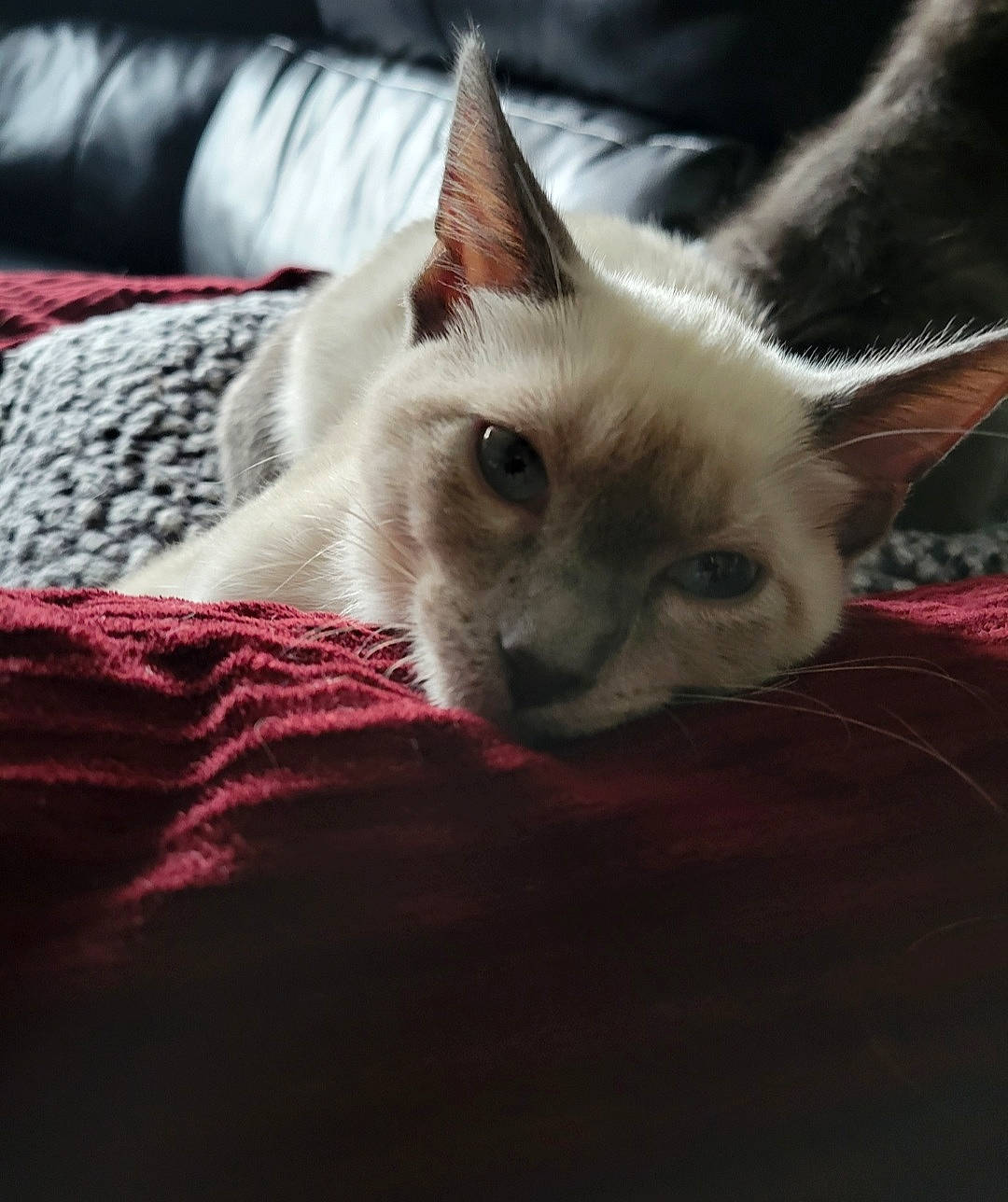 Toby And Magnus is registered to the contest to win money with this photo: carnivore, cat, comfort, eye, fawn, felidae, fur, linens, nap, paw, siamese, small_to_medium_sized_cats, snout, tail, whiskers