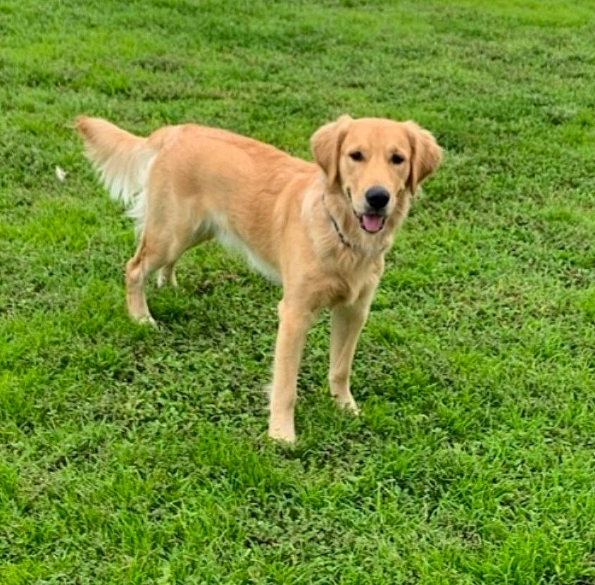 Buddy is registered to the contest to win money with this photo: canidae, carnivore, collar, companion_dog, dog, dog_breed, fawn, golden_retriever, grass, gun_dog, hunting_dog, labrador_retriever, plant, retriever, sporting_group, tail, working_animal, working_dog