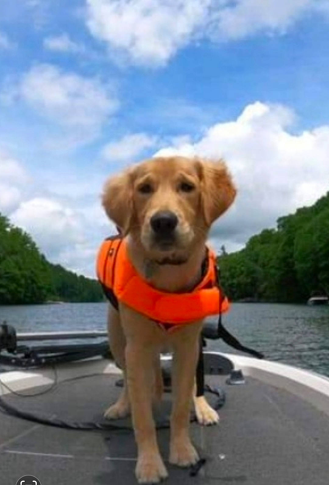 Buddy is registered to the contest to win money with this photo: boats_and_boating_equipment_and_supplies, carnivore, cloud, collar, companion_dog, dog, dog_breed, dog_collar, dog_supply, fawn, lake, leash, leisure, retriever, sky, snout, sporting_group, tail, tree, water