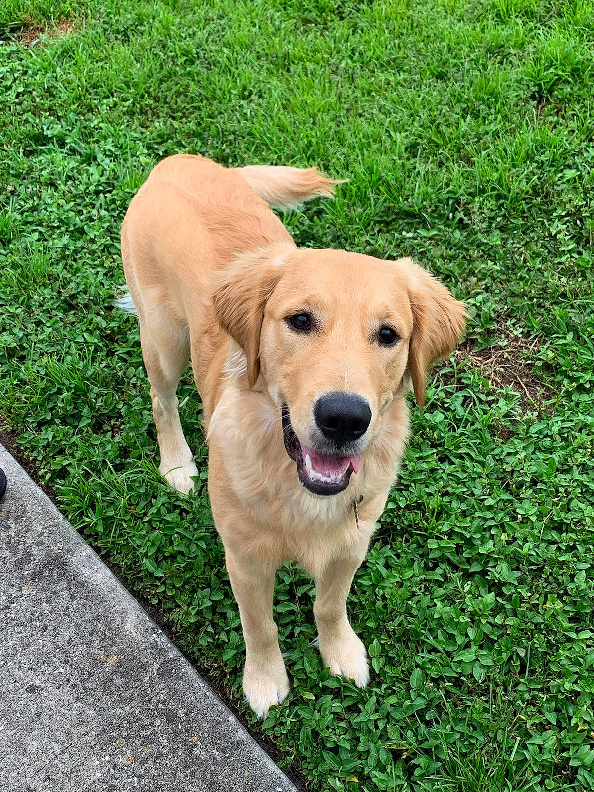 Buddy joined the competition — help win amazing prizes! carnivore, collar, companion_dog, dog, dog_breed, dog_collar, golden_retriever, grass, groundcover, gun_dog, hunting_dog, labrador_retriever, plant, retriever, road_surface, sporting_group, tail, working_animal, working_dog
