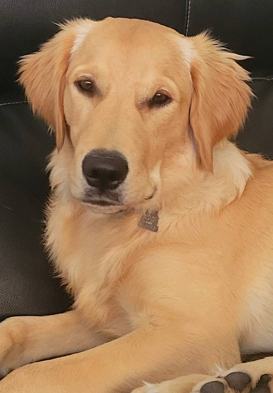 Buddy joined the competition — help win amazing prizes! canidae, carnivore, companion_dog, dog, dog_breed, fawn, fur, golden_retriever, gun_dog, paw, snout, sporting_group, whiskers, working_animal, working_dog