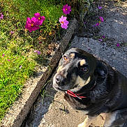 Harpy a rejoint le concours — aidez-le/la à gagner de superbes lots ! animal, canine, closeup, collar, concrete, cute, daylight, dog, flower, garden, grass, greenery, looking_up, nature, outdoor, pet, pink_flower, shadow, sitting, sunlight