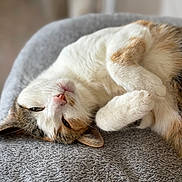 Smikie a rejoint le concours — aidez-le/la à gagner de superbes lots ! animal, blanket, calico, cat, closeup, comfort, cozy, cute, feline, fur, indoor, nap, paw, pet, relaxed, resting, sleepy, soft, texture, whiskers