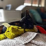 animal, black_cat, blanket, comfort, cozy, cute, domestic_cat, fur, green_toy, home, indoor, nap, pet, quiet, red_hat, relaxation, rest, sleeping, soft_texture, stuffed_toy