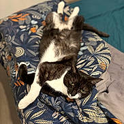 Iva a rejoint le concours — aidez-le/la à gagner de superbes lots ! animal, bed, black_and_white, blanket, cat, comfort, cozy, domestic_cat, feline, fur, indoor, lying_down, patterned_blanket, paw, pet, relaxed, resting, sleepy, tail, whiskers