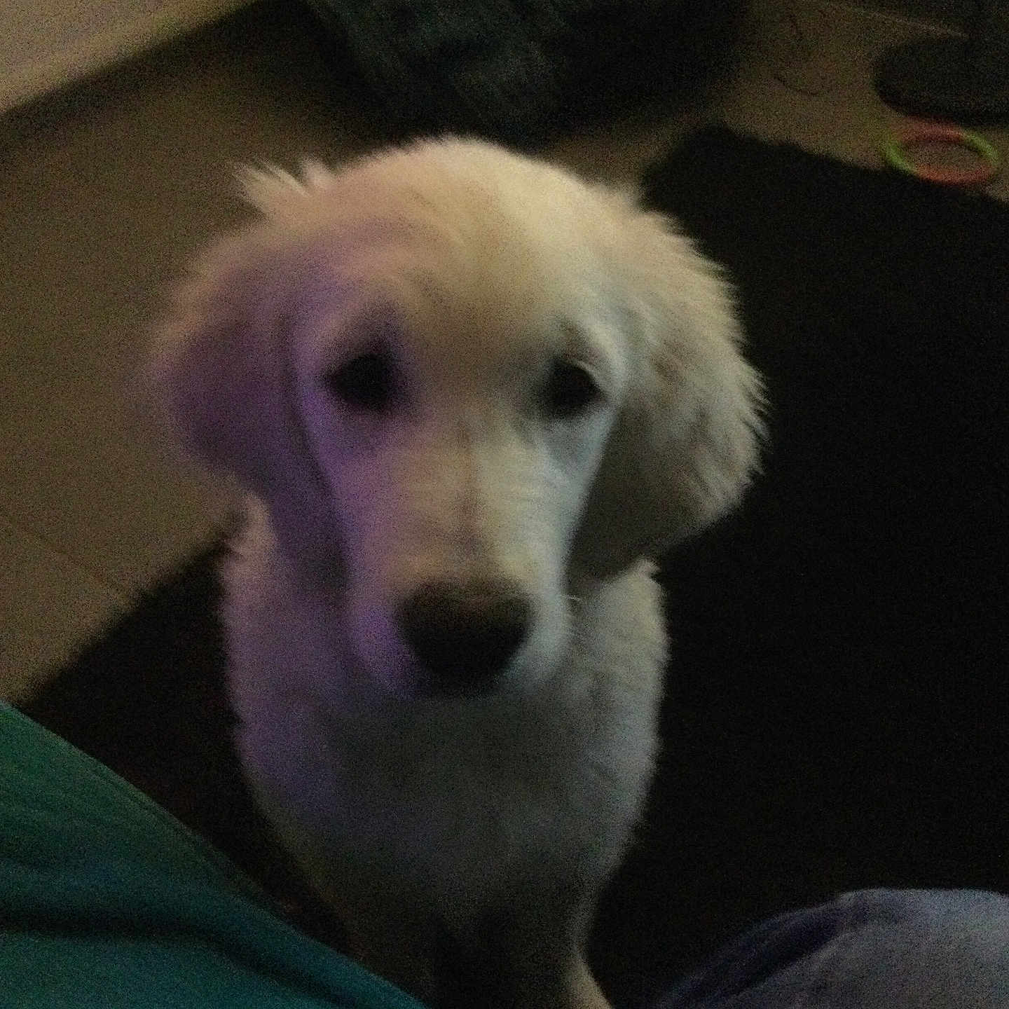 Maya a rejoint le concours — aidez-le/la à gagner de superbes lots ! animal, blur, canine, carpet, companion, curious, cute, dog, domestic_animal, floor, fluffy, furry, home, indoor, looking_up, pet, puppy, soft_light, white_dog, young_dog