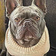 Blue joined the competition — help win amazing prizes! french_bulldog, dog, pet, animal, sweater, knitwear, cozy, ears, portrait, indoor, cute, brown_eyes, fur, sitting, looking, closeup, texture, background, companion, adorable