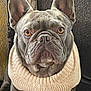 french_bulldog, dog, pet, animal, sweater, knitwear, cozy, ears, portrait, indoor, cute, brown_eyes, fur, sitting, looking, closeup, texture, background, companion, adorable