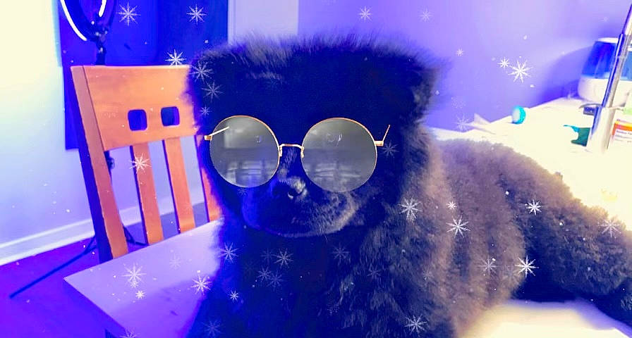 Abyss is registered to the contest to win money with this photo: blue, electric_blue, event, eyewear, felidae, fun, fur, goggles, magenta, personal_protective_equipment, purple, small_to_medium_sized_cats, snout, sunglasses, tree, violet, vision_care, visual_effect_lighting, whiskers, winter