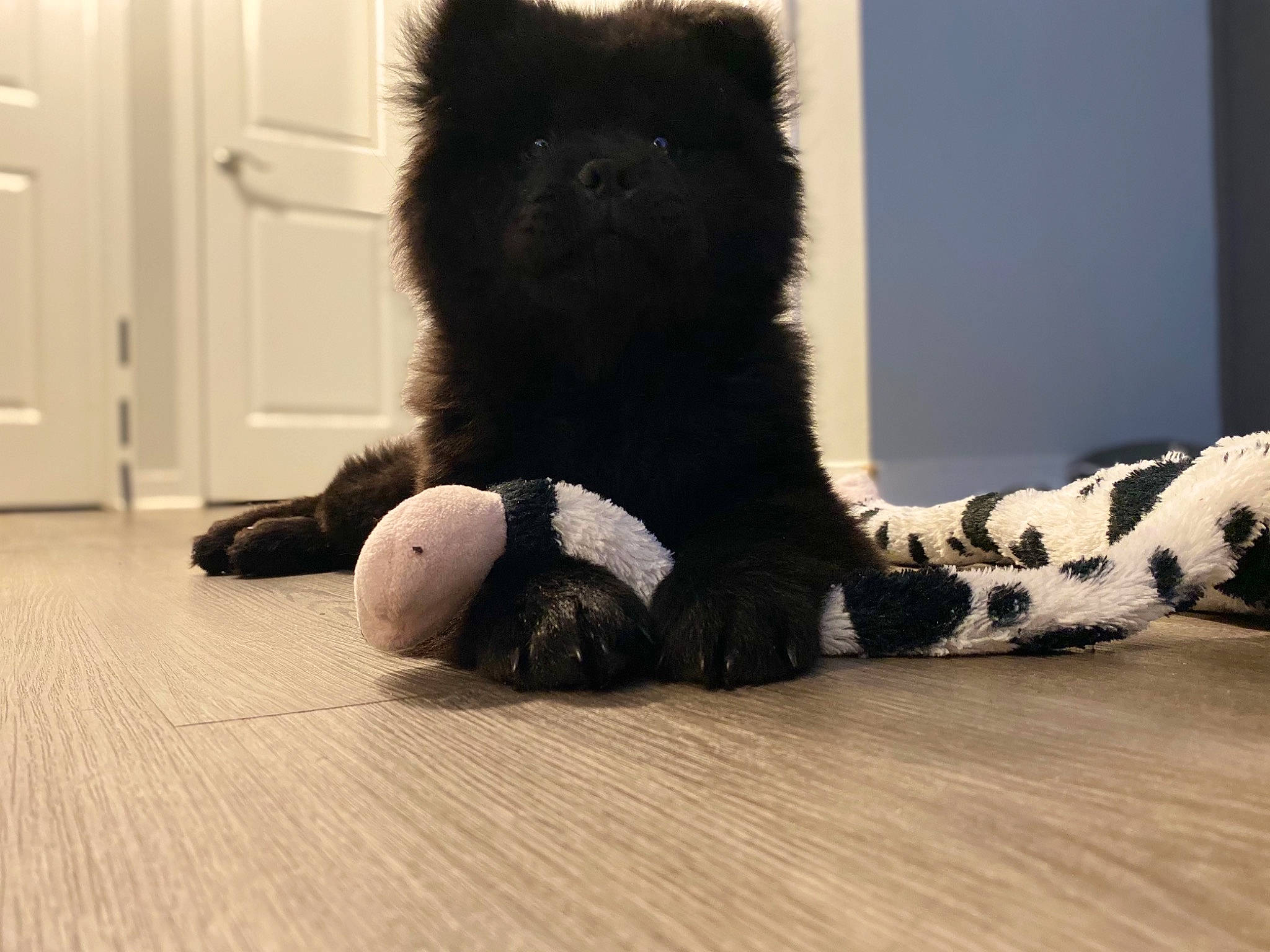 Abyss joined the competition — help win amazing prizes! carnivore, comfort, companion_dog, dog_breed, door, eye, felidae, floor, flooring, foot, grey, hardwood, small_to_medium_sized_cats, snout, stuffed_toy, tail, terrestrial_animal, toy, whiskers, wood