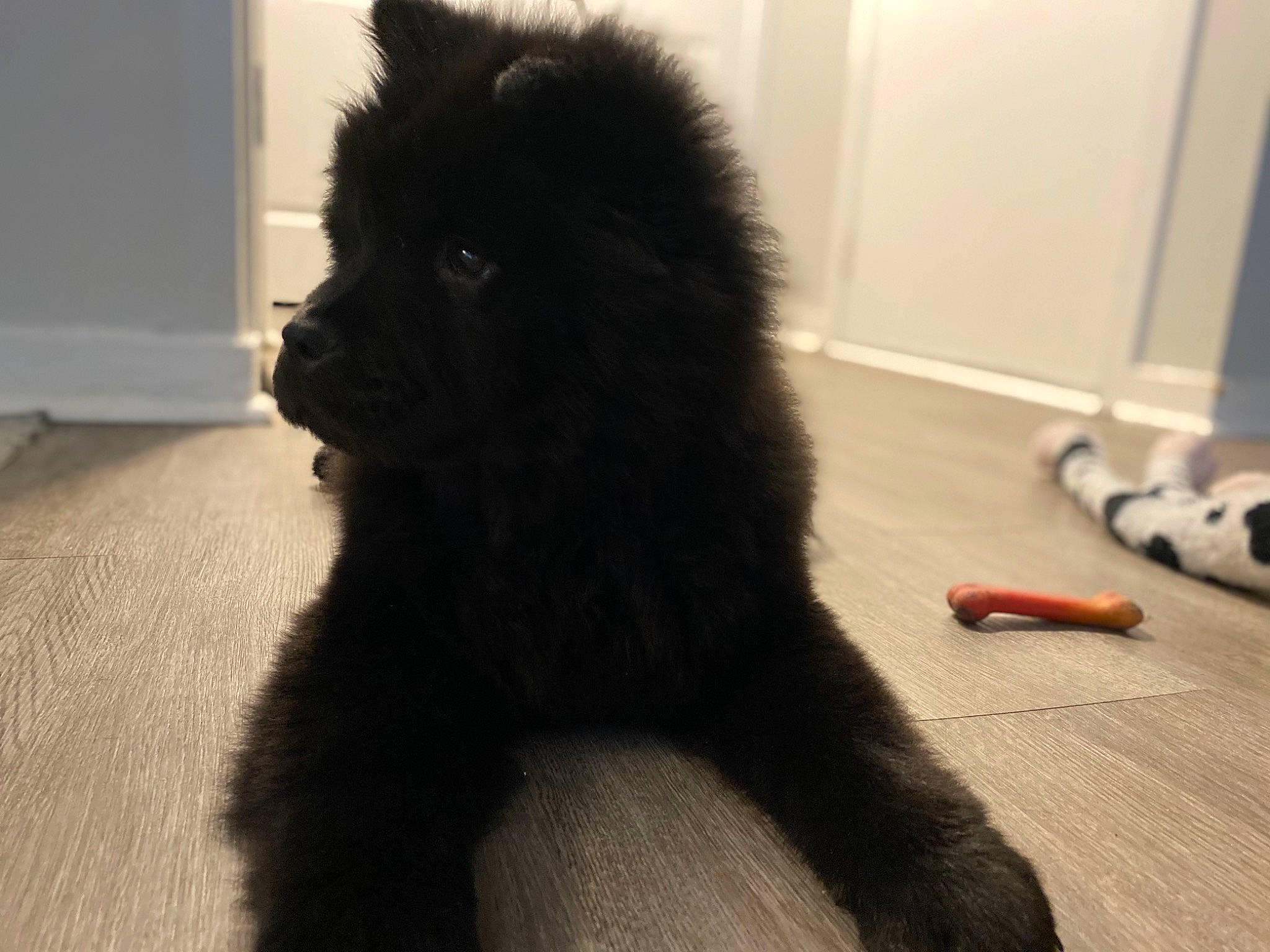 Abyss is registered to the contest to win money with this photo: black_cat, carnivore, cat, companion_dog, dog, dog_breed, fawn, felidae, flooring, fur, german_spitz_klein, hardwood, mammal, small_to_medium_sized_cats, tail, terrestrial_animal, toy_dog, vertebrate, whiskers, working_animal