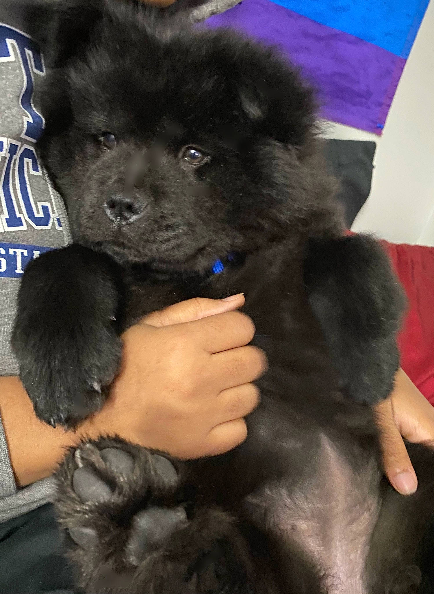 Abyss is registered to the contest to win money with this photo: canidae, carnivore, companion_dog, dog, dog_breed, electric_blue, fur, gesture, logo, mammal, nail, non_sporting_group, paw, snout, sporting_group, toy_dog, working_animal