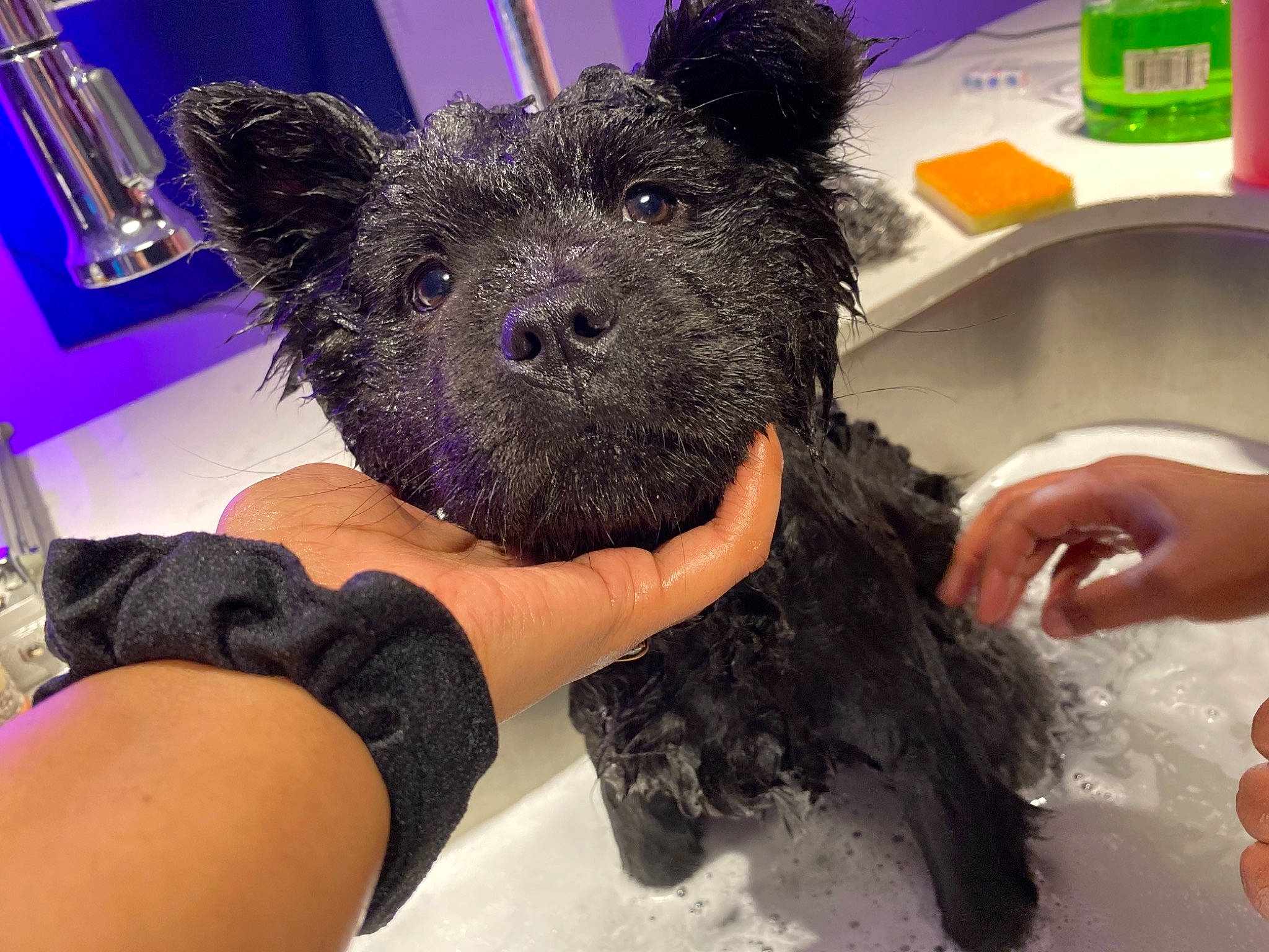 Abyss is registered to the contest to win money with this photo: bathing, bathtub, carnivore, companion_dog, dog, dog_breed, dog_supply, fur, non_sporting_group, pet_supply, plumbing_fixture, sink, small_terrier, snout, sporting_group, tap, terrier, toy_dog, water_dog, working_animal