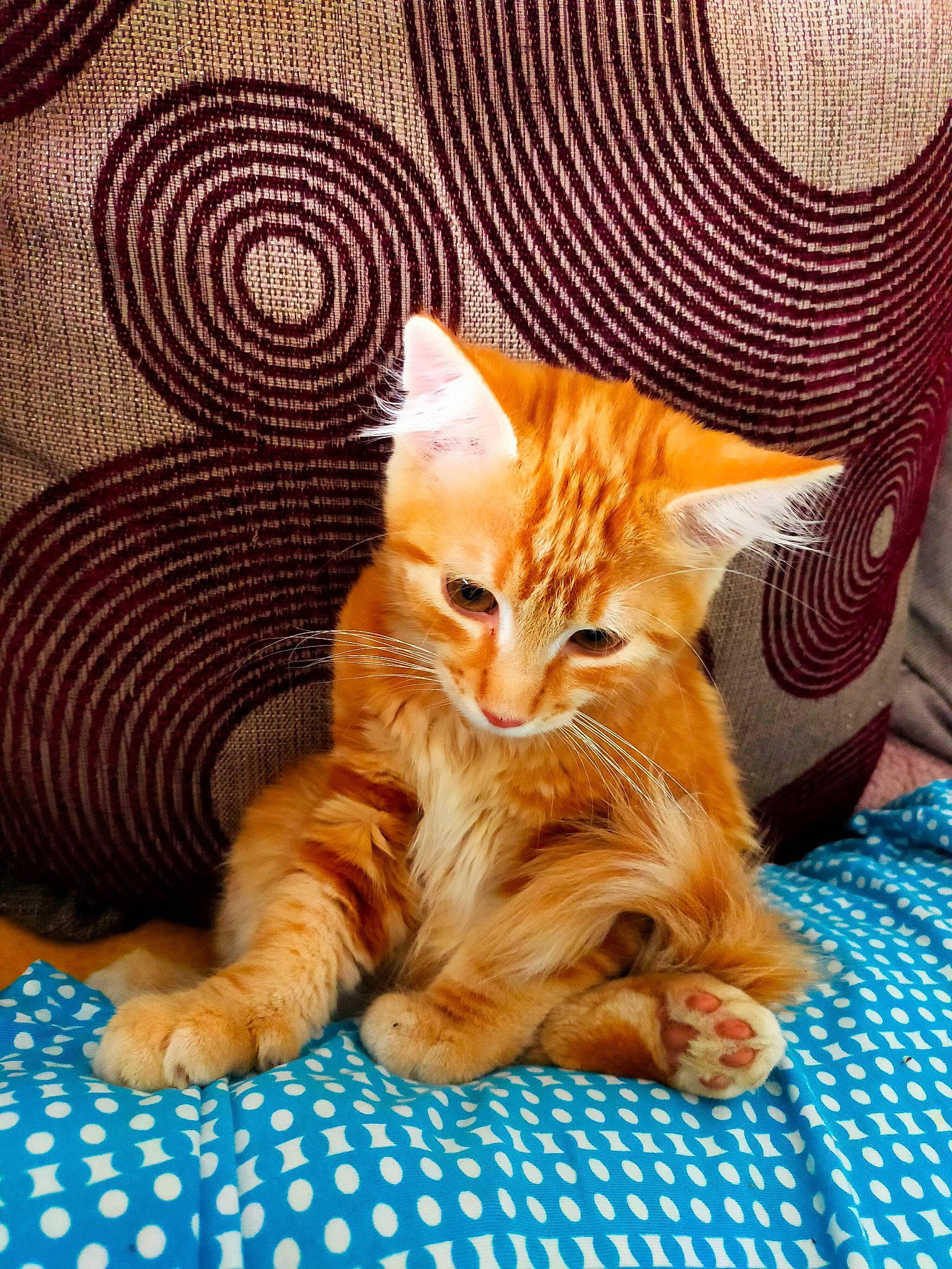 Sushi participe au concours pour gagner de l'argent avec cette photo : carnivore, cat, cat_supply, claw, comfort, domestic_short_haired_cat, fawn, felidae, flooring, foot, fur, linens, pattern, paw, sitting, small_to_medium_sized_cats, snout, tail, whiskers, wood