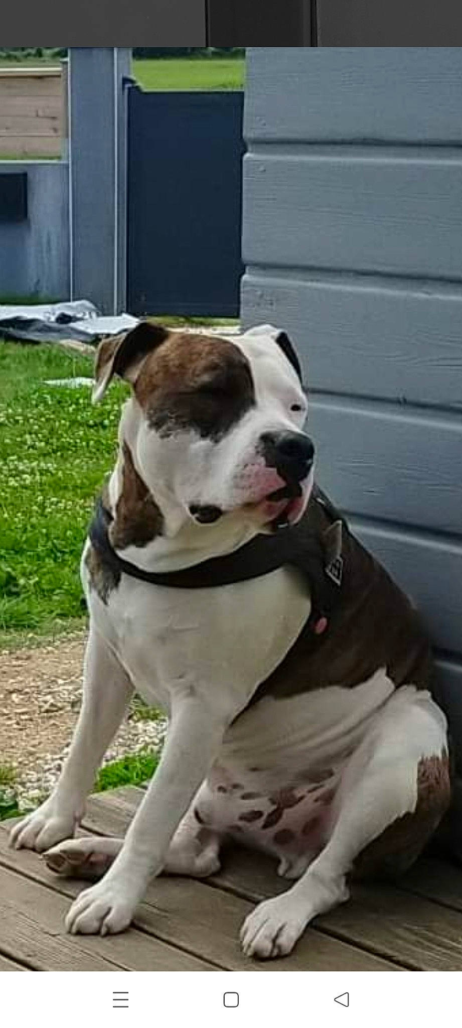 Rocky participe au concours pour gagner de l'argent avec cette photo : ancient_dog_breeds, carnivore, collar, companion_dog, dog, dog_breed, dog_collar, dog_supply, door, fawn, fur, leash, non_sporting_group, pet_supply, plant, tail, whiskers, window, working_animal, working_dog