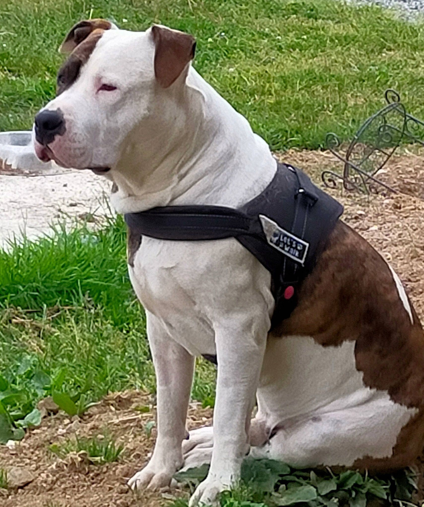 Rocky a rejoint le concours — aidez-le/la à gagner de superbes lots ! canidae, carnivore, collar, companion_dog, dog, dog_breed, dog_collar, dog_supply, dogo_guatemalteco, fashion_accessory, fawn, grass, leash, non_sporting_group, pet_supply, snout, sporting_group, tail, working_animal, working_dog