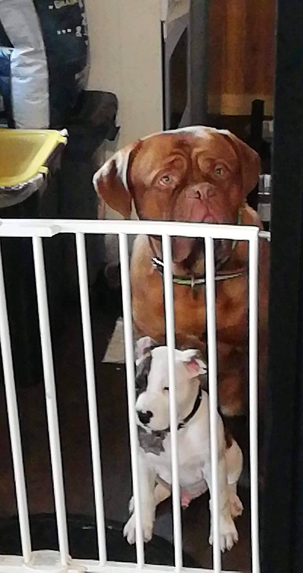 Prince participe au concours pour gagner de l'argent avec cette photo : animal_shelter, cage, canidae, carnivore, chair, companion_dog, dog, dog_breed, dog_crate, dog_supply, fawn, fence, hound, kennel, liver, pet_supply, snout, sporting_group, whiskers, working_animal