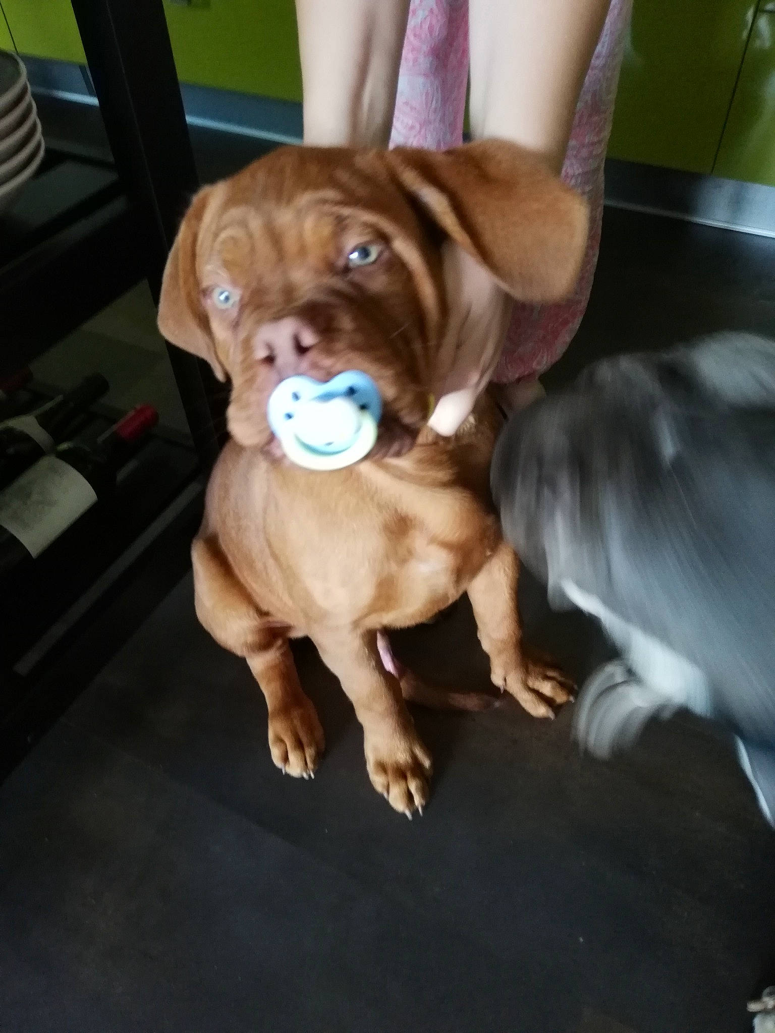 Prince participe au concours pour gagner de l'argent avec cette photo : bulldog, carnivore, chair, companion_dog, dog, dog_breed, dog_collar, fawn, floor, flooring, fur, hardwood, liver, molosser, sporting_group, whiskers, wood, working_animal, working_dog, wrinkle