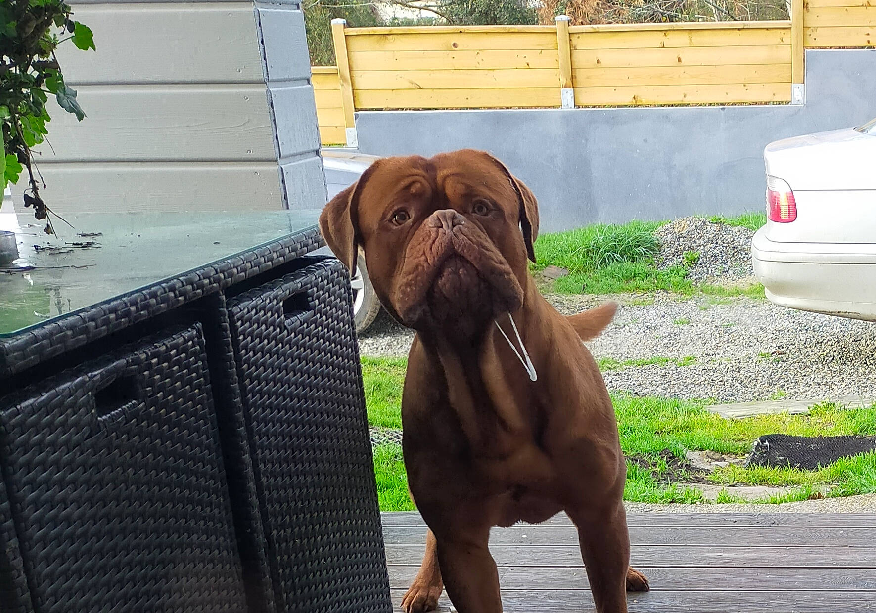 Prince participe au concours pour gagner de l'argent avec cette photo : brown, carnivore, collar, companion_dog, dog, dog_breed, dog_collar, fawn, grass, liver, pet_supply, plant, snout, sporting_group, tail, vehicle, vehicle_door, vehicle_registration_plate, working_animal, wrinkle