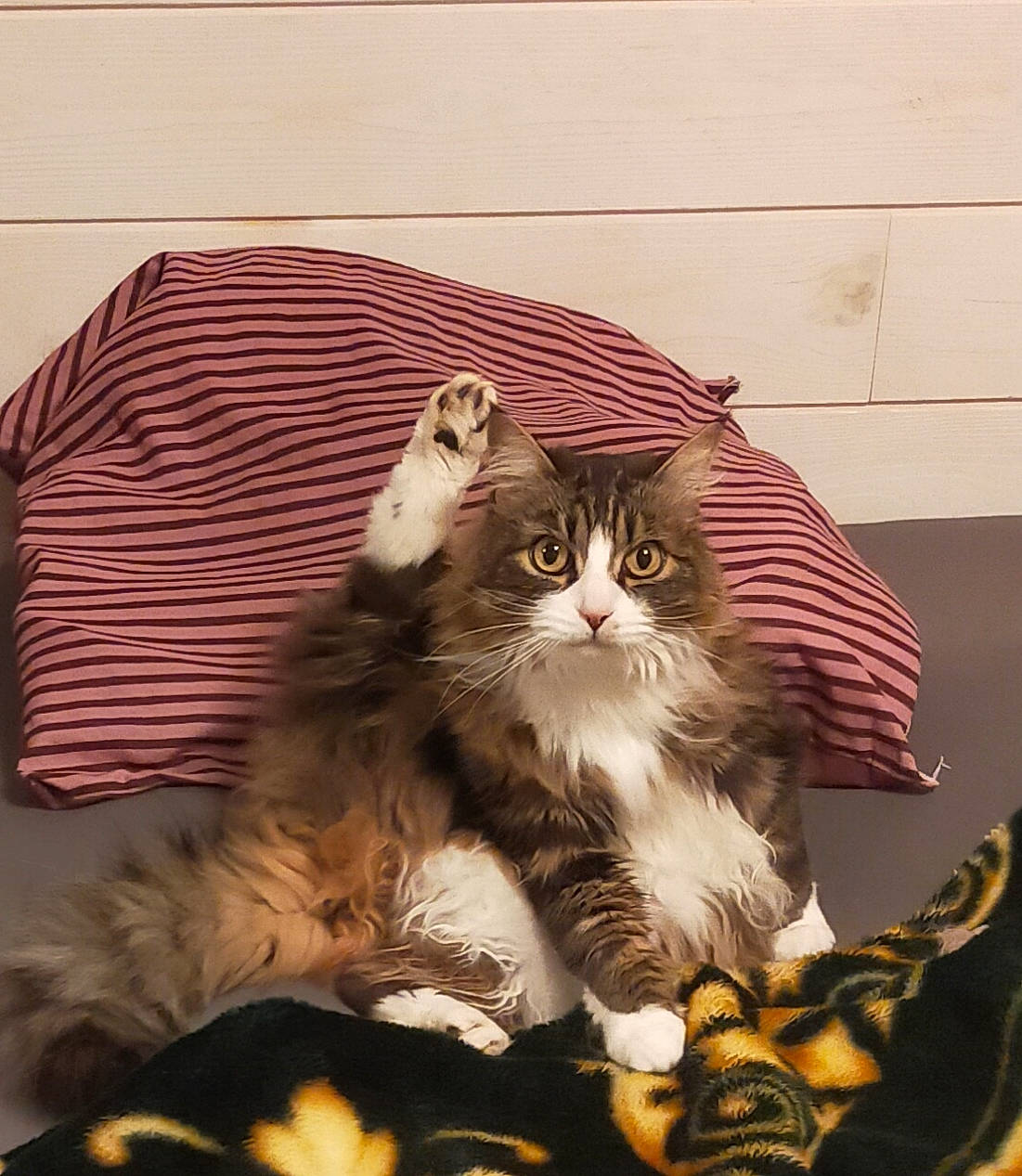 Bijoux participe au concours pour gagner de l'argent avec cette photo : carnivore, cat, claw, comfort, domestic_short_haired_cat, drawer, fawn, felidae, fur, lap, pattern, paw, sitting, small_to_medium_sized_cats, snout, tail, terrestrial_animal, whiskers, window, wood