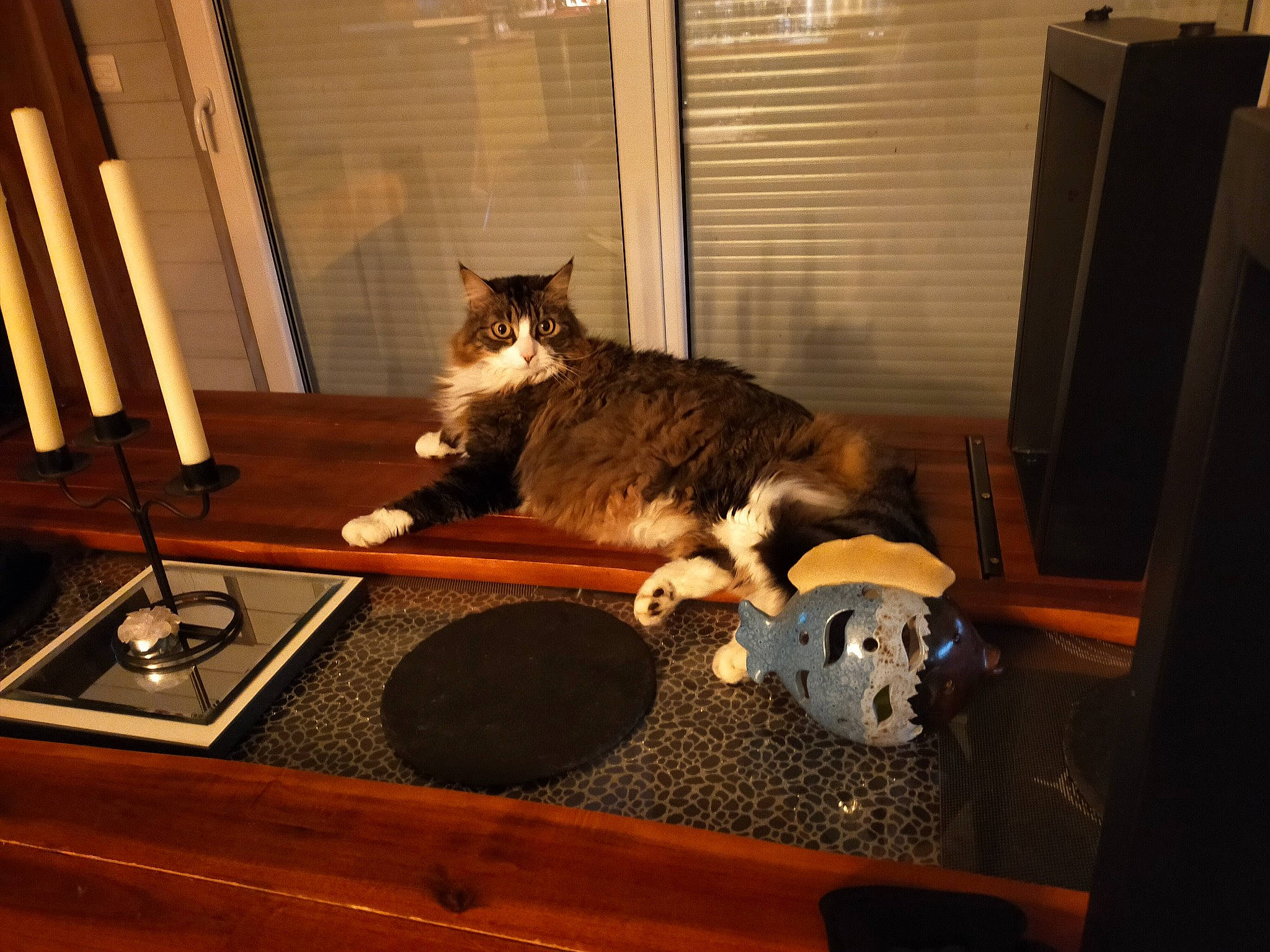 Bijoux participe au concours pour gagner de l'argent avec cette photo : carnivore, cat, cat_supply, comfort, domestic_short_haired_cat, felidae, flooring, fur, hardwood, lamp, living_room, room, small_to_medium_sized_cats, tail, tints_and_shades, tree, whiskers, window_blind, window_covering, wood