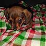 dog, puppy, brown_puppy, blanket, plaid_blanket, cozy, indoor, flash, low_light, blurry, close_up, cute, small_dog, pet, fur, floppy_ears, paw, fabric, portrait, curious