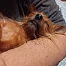 Wolfie is registered to the contest to win money with this photo: affenpinscher, airedale, animal, bodypart, canine, cockerspaniel, couch, dog, finger, furniture, hand, papillon, person, pet, poodle, puppy, sleeping, terrier