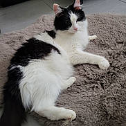 Chanel participe au concours pour gagner de l'argent avec cette photo : cat, black_and_white, fluffy, pet, animal, indoor, relaxed, lying_down, fur, cute, cozy, mat, floor, whiskers, tail, ears, pink_nose, domestic_cat, resting, soft