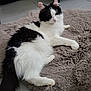 cat, black_and_white, fluffy, pet, animal, indoor, relaxed, lying_down, fur, cute, cozy, mat, floor, whiskers, tail, ears, pink_nose, domestic_cat, resting, soft