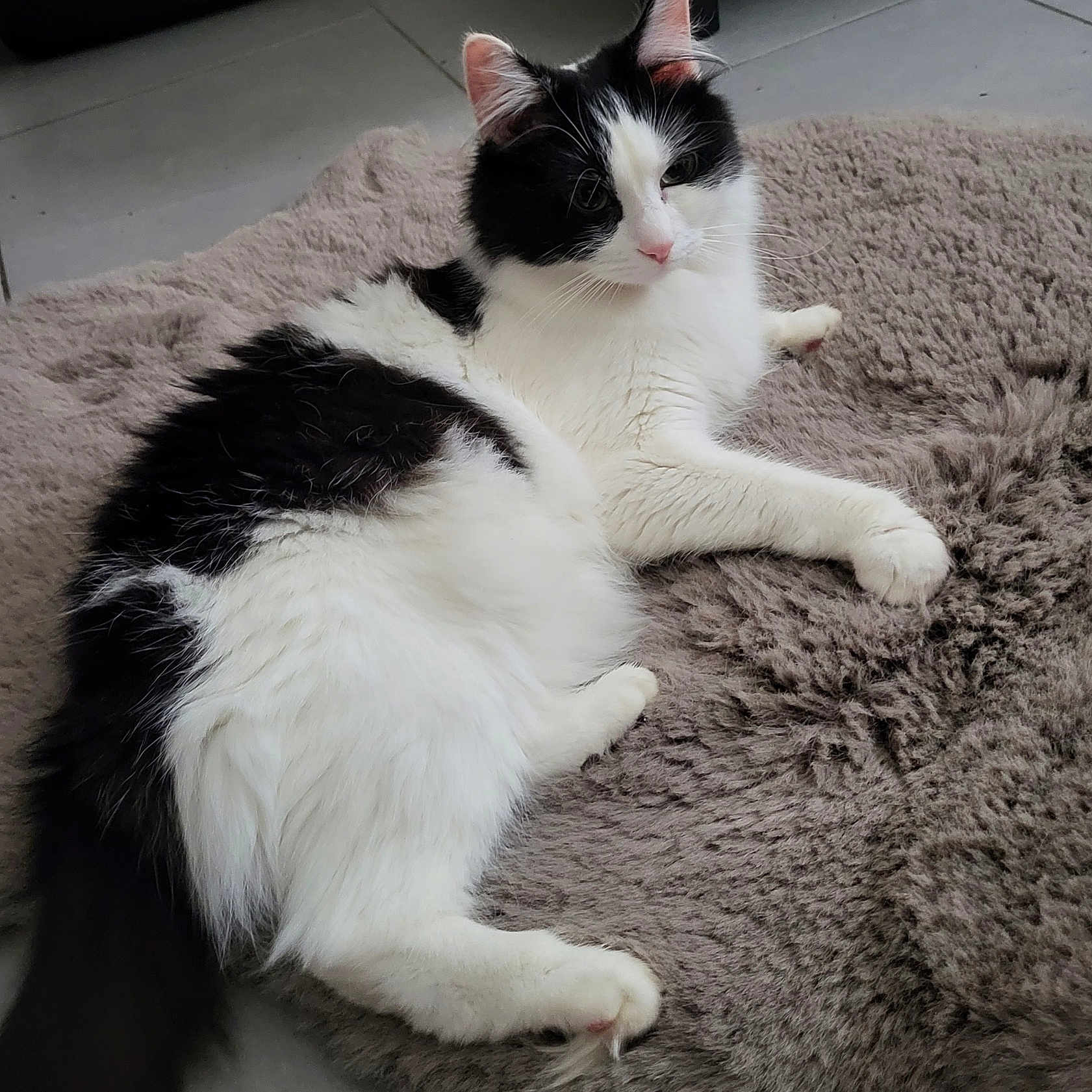 Chanel participe au concours pour gagner de l'argent avec cette photo : animal, black_and_white, cat, cozy, cute, domestic_cat, ears, floor, fluffy, fur, indoor, lying_down, mat, pet, pink_nose, relaxed, resting, soft, tail, whiskers
