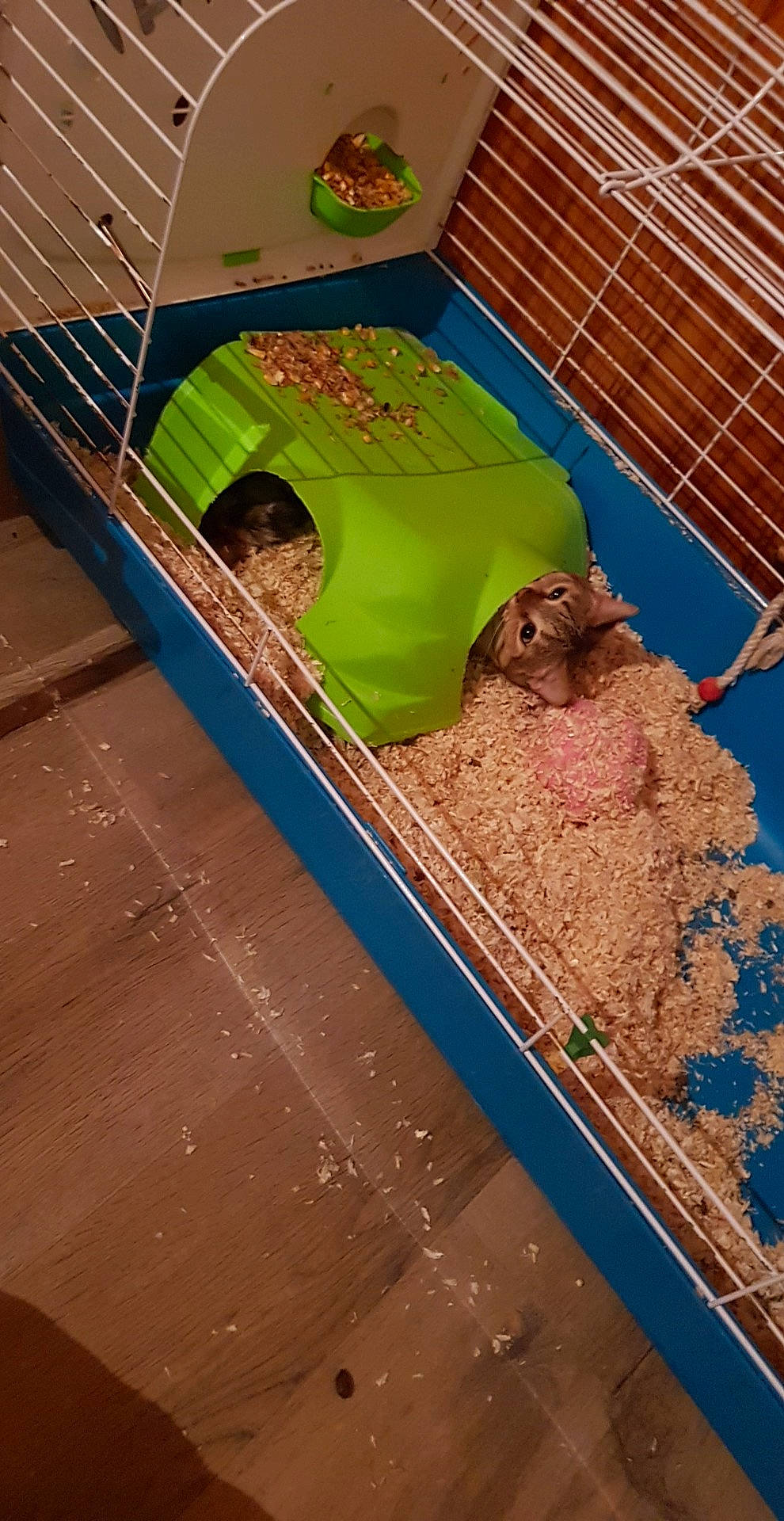 Canelle a rejoint le concours — aidez-le/la à gagner de superbes lots ! cage, chinchilla, degu, fawn, gerbil, hamster, muridae, muroidea, pet_supply, rodent