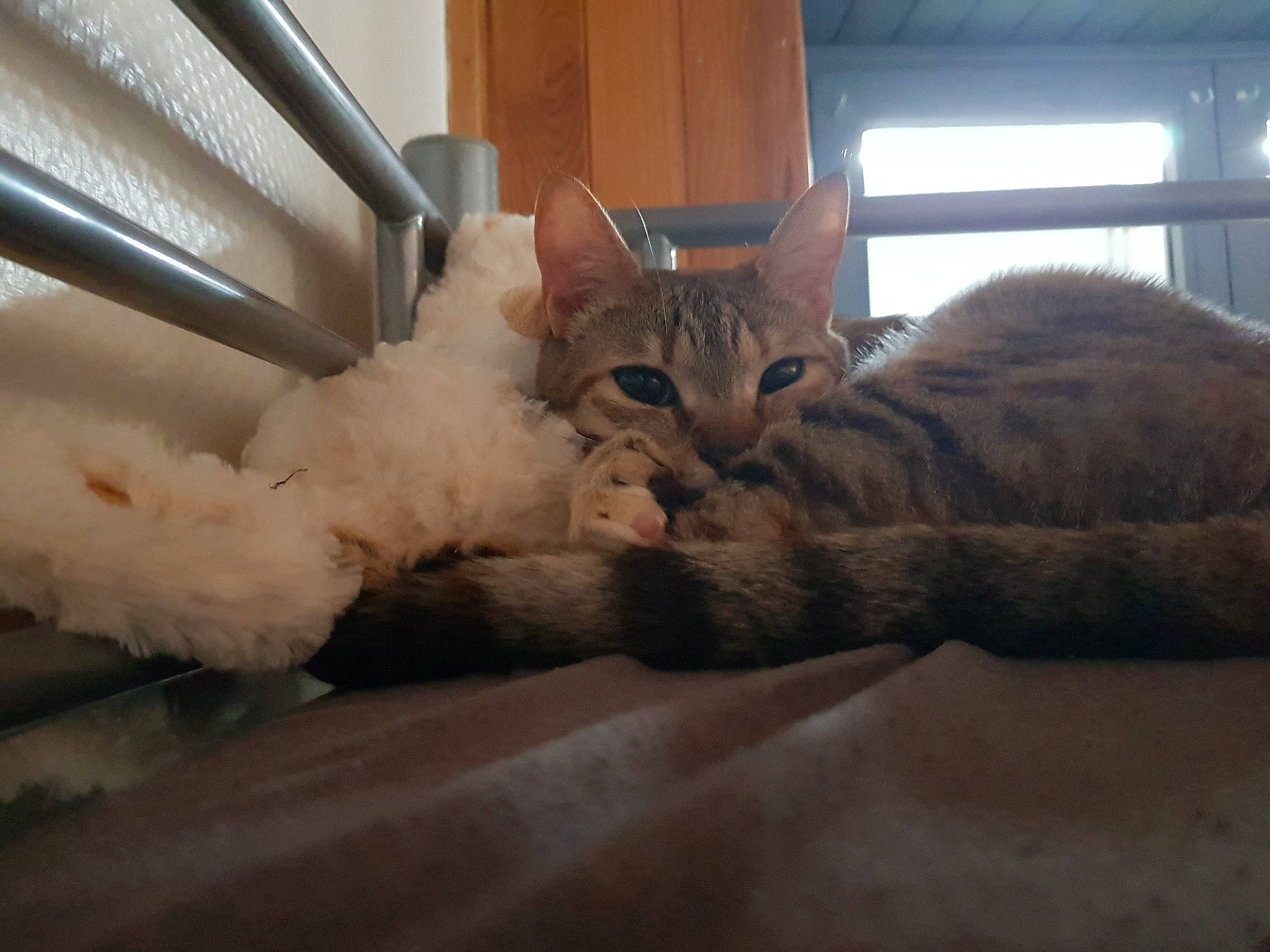 Canelle participe au concours pour gagner de l'argent avec cette photo : aegean_cat, asian, burmilla, carnivore, cat, domestic_short_haired_cat, dragon_li, european_shorthair, eye, fawn, felidae, fur, german_rex, mammal, ojos_azules, singapura, small_to_medium_sized_cats, snout, tabby_cat, whiskers