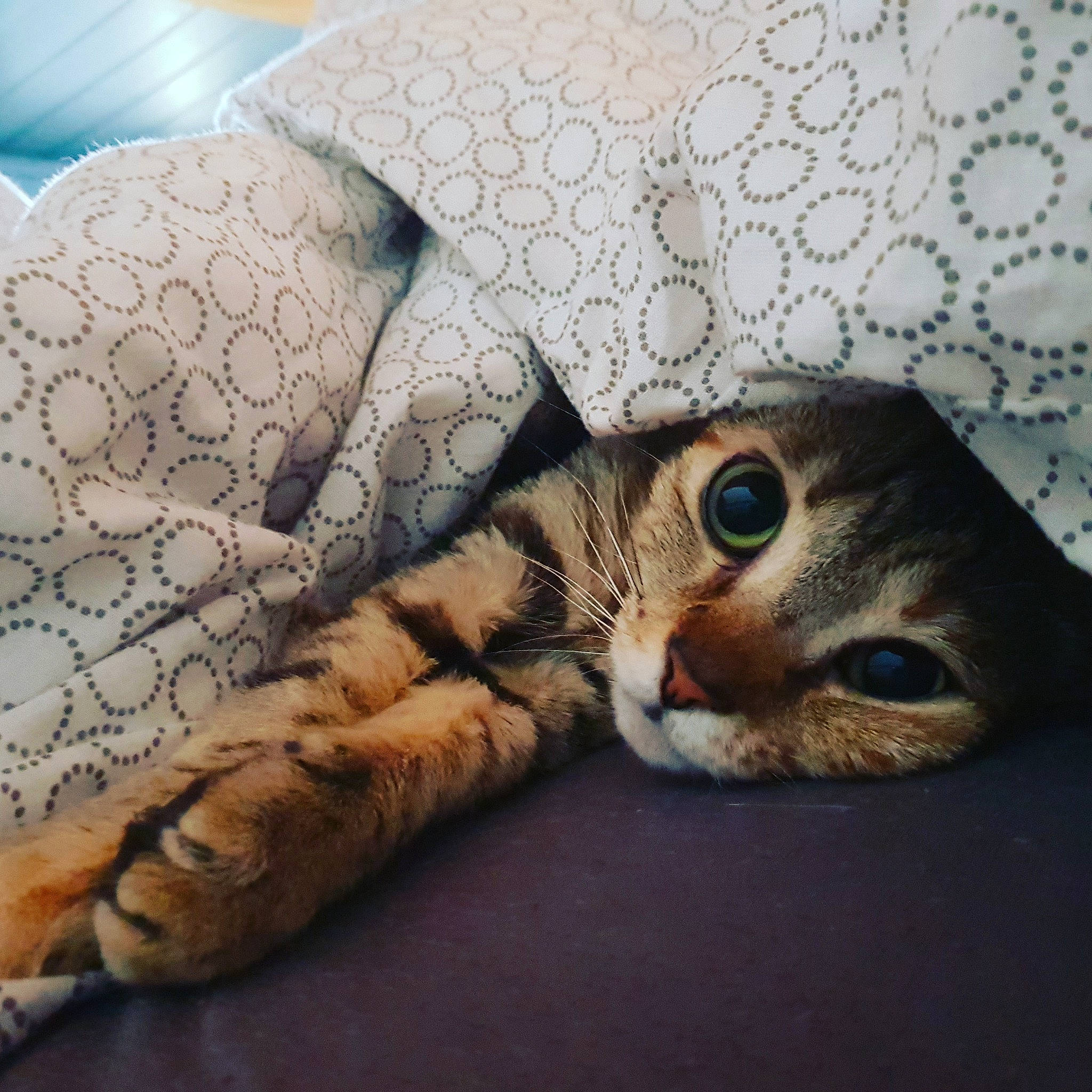 Canelle participe au concours pour gagner de l'argent avec cette photo : aegean_cat, asian, australian_mist, bengal, california_spangled, carnivore, cat, chausie, domestic_short_haired_cat, dragon_li, european_shorthair, eye, felidae, fur, kitten, ocicat, singapura, small_to_medium_sized_cats, tabby_cat, whiskers