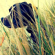 Serapha participe au concours pour gagner de l'argent avec cette photo : animal, beach, canine, coast, dog, face, grass, head, hound, nature, outdoors, person, pet, photography, plant, portrait, puppy, sea, shoreline, water