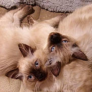 Salt And Pepper is registered to the contest to win money with this photo: animal, beige, blue_eyes, cat, close_up, cozy, cute, ears, face, fluffy, fur, indoor, kitten, pet, resting, siamese_cat, sleeping_area, snuggling, soft, whiskers