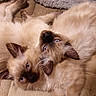 animal, blue_eyes, cat, close_up, cozy, cute, domestic, feline, fluffy, fur, indoor, kitten, laying, pet, relaxed, siamese, sleeping, soft, two, whiskers