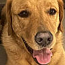 animal, brown_fur, canine, close_up, cute, dog, domestic_animal, ears, face, friendly, fur, golden_retriever, happy, indoor, looking, mammal, pet, portrait, snout, tongue_out
