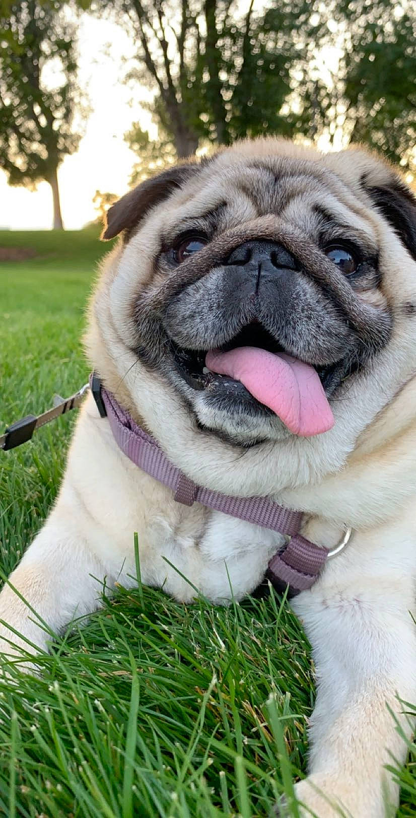 Maxine Higgins is registered to the contest to win money with this photo: ancient_dog_breeds, british_bulldogs, bulldog, canidae, carnivore, companion_dog, dog, dog_breed, fawn, grass, mammal, old_english_bulldog, pug, skin, snout, sporting_group, toy_bulldog, toy_dog, vertebrate, wrinkle