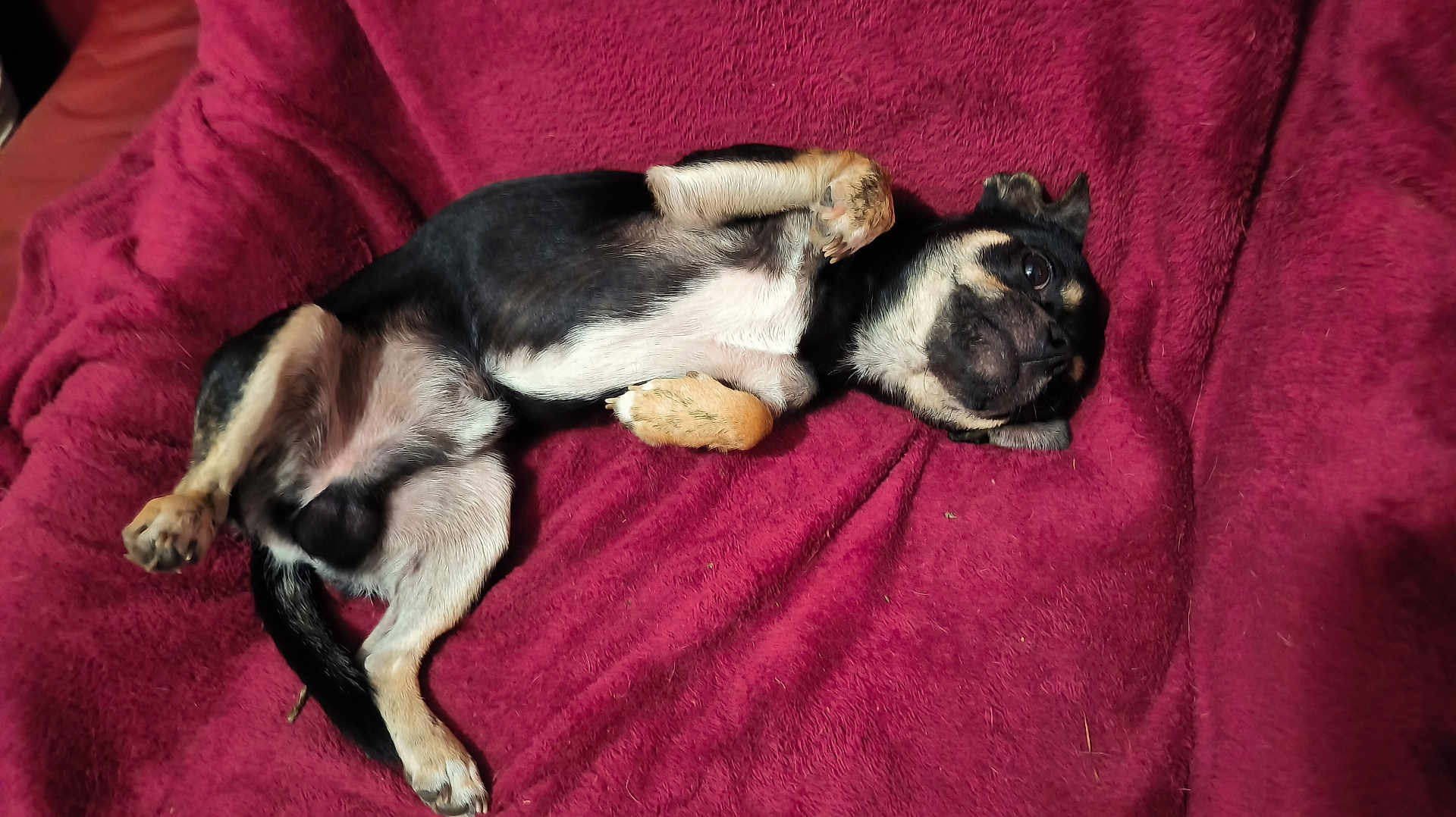 Hermès participe au concours pour gagner de l'argent avec cette photo : dog, pet, lying_down, blanket, red, fur, paws, playful, cute, animal, cozy, indoor, relaxed, small_dog, canine, resting, looking_up, tan, black, expression