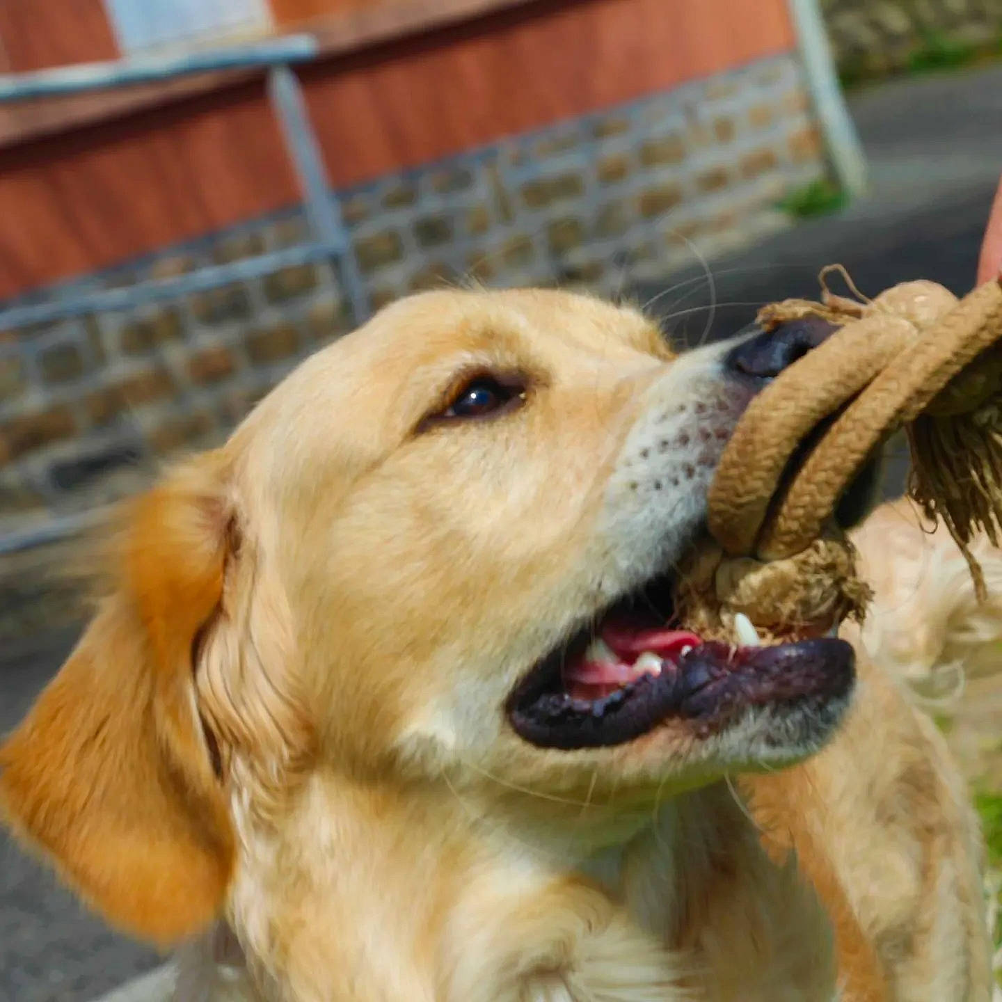 Tommy participe au concours pour gagner de l'argent avec cette photo : animal_shelter, canidae, carnivore, collar, companion_dog, dog, dog_breed, fang, fawn, fence, fur, golden_retriever, paw, pet_supply, retriever, snout, sporting_group, terrestrial_animal, whiskers, working_dog