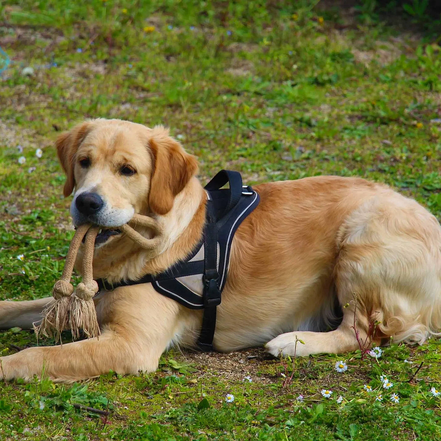 Tommy a rejoint le concours — aidez-le/la à gagner de superbes lots ! adventure, canidae, carnivore, collar, companion_dog, dog, dog_breed, dog_collar, dog_supply, grass, gun_dog, hunting_dog, leash, pet_supply, plant, snout, tail, working_animal, working_dog