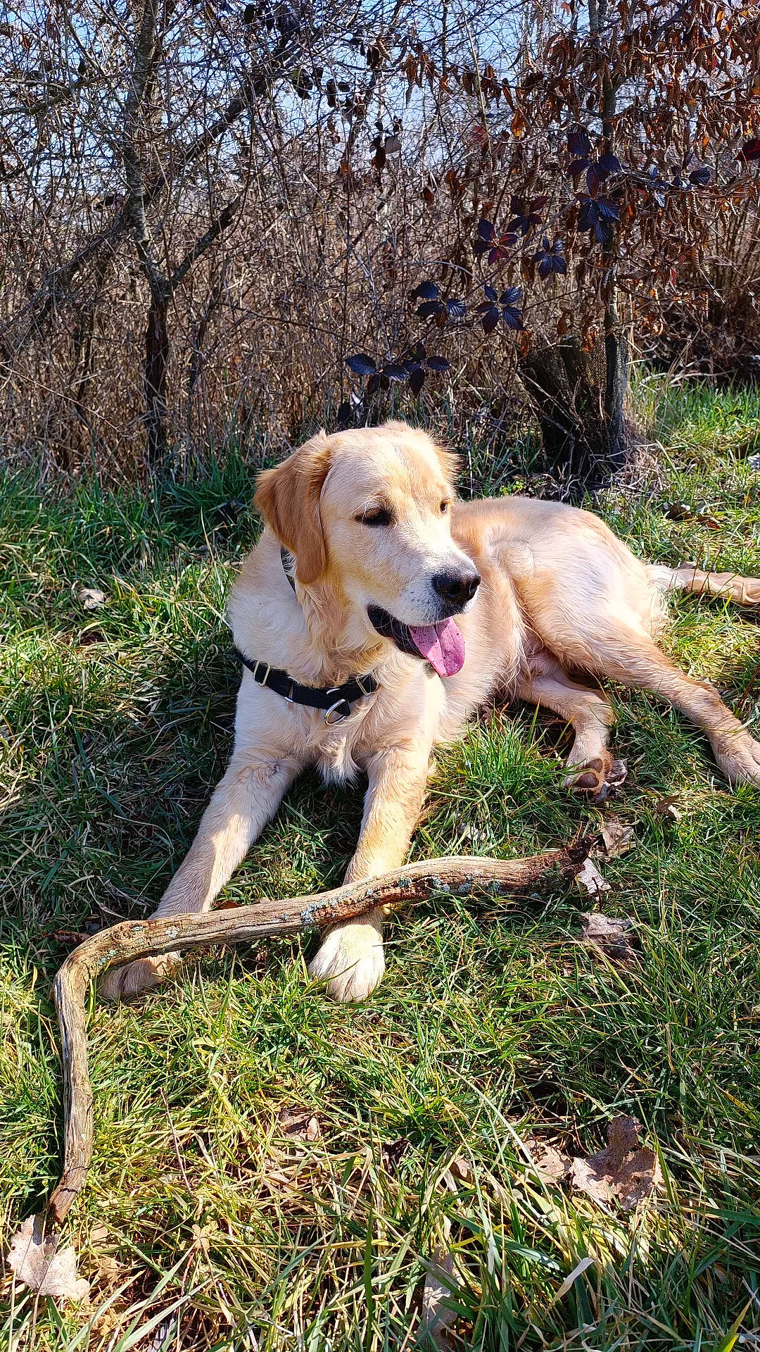 Tommy a rejoint le concours — aidez-le/la à gagner de superbes lots ! adventure, canidae, carnivore, companion_dog, dog, dog_breed, fawn, field_trial, golden_retriever, grass, gun_dog, labrador_retriever, paw, plant, retriever, soil, sporting_group, tail, tree, working_dog