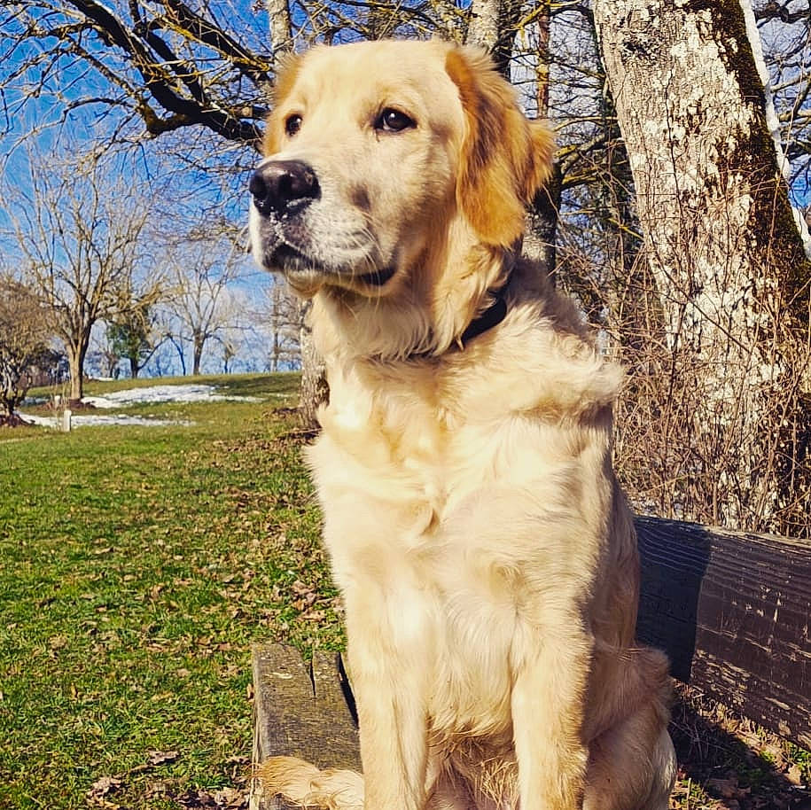 Tommy participe au concours pour gagner de l'argent avec cette photo : canidae, carnivore, companion_dog, dog, dog_breed, dog_collar, fawn, fur, grass, gun_dog, plant, retriever, sky, snout, sporting_group, tail, tree, wildlife, working_animal, working_dog