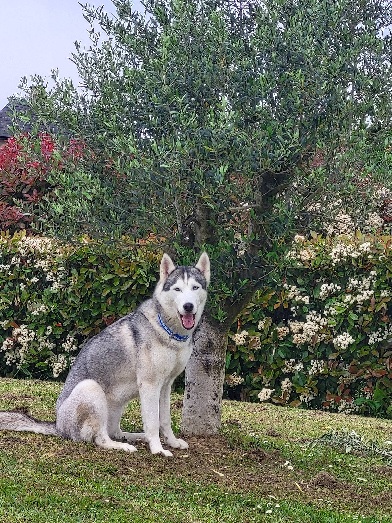 Yuma participe au concours pour gagner de l'argent avec cette photo : ancient_dog_breeds, canidae, carnivore, collar, companion_dog, dog, dog_breed, fawn, flower, grass, non_sporting_group, plant, shrub, sled_dog, sporting_group, tail, tree, wolf, working_animal, working_dog